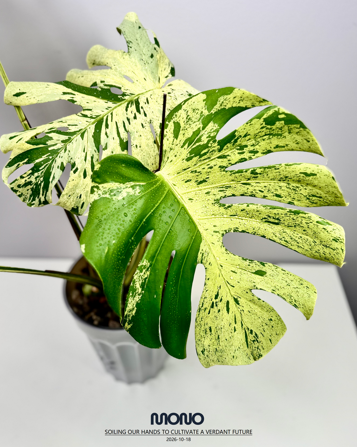 Monstera