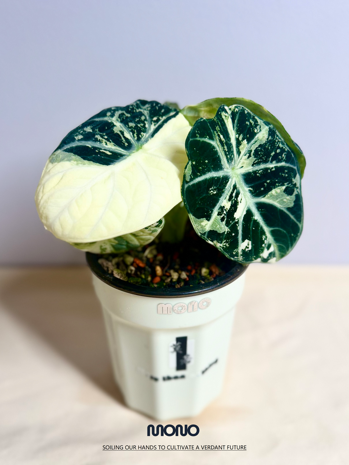 Alocasia