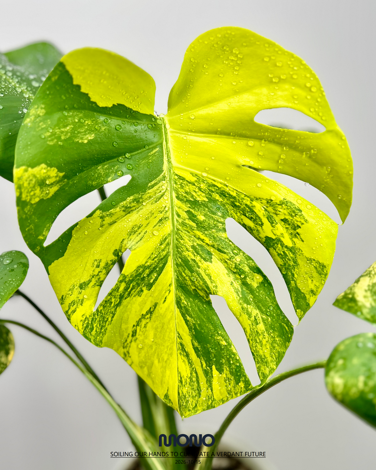 Plants