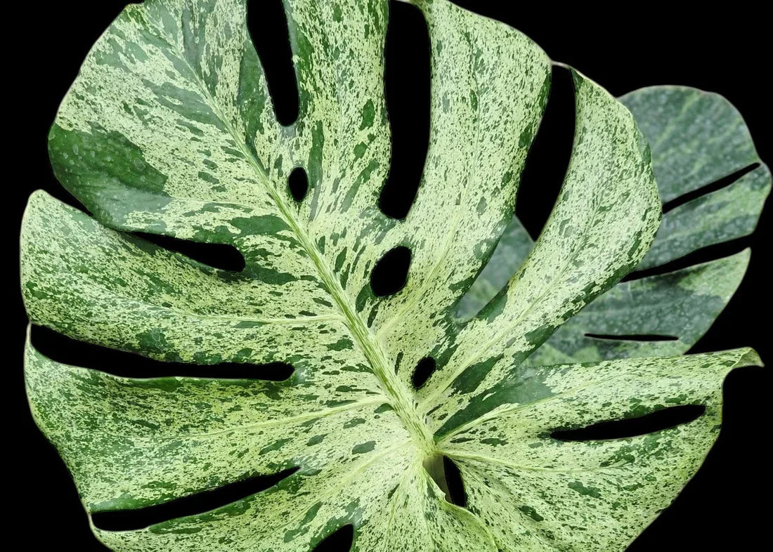 Plants
