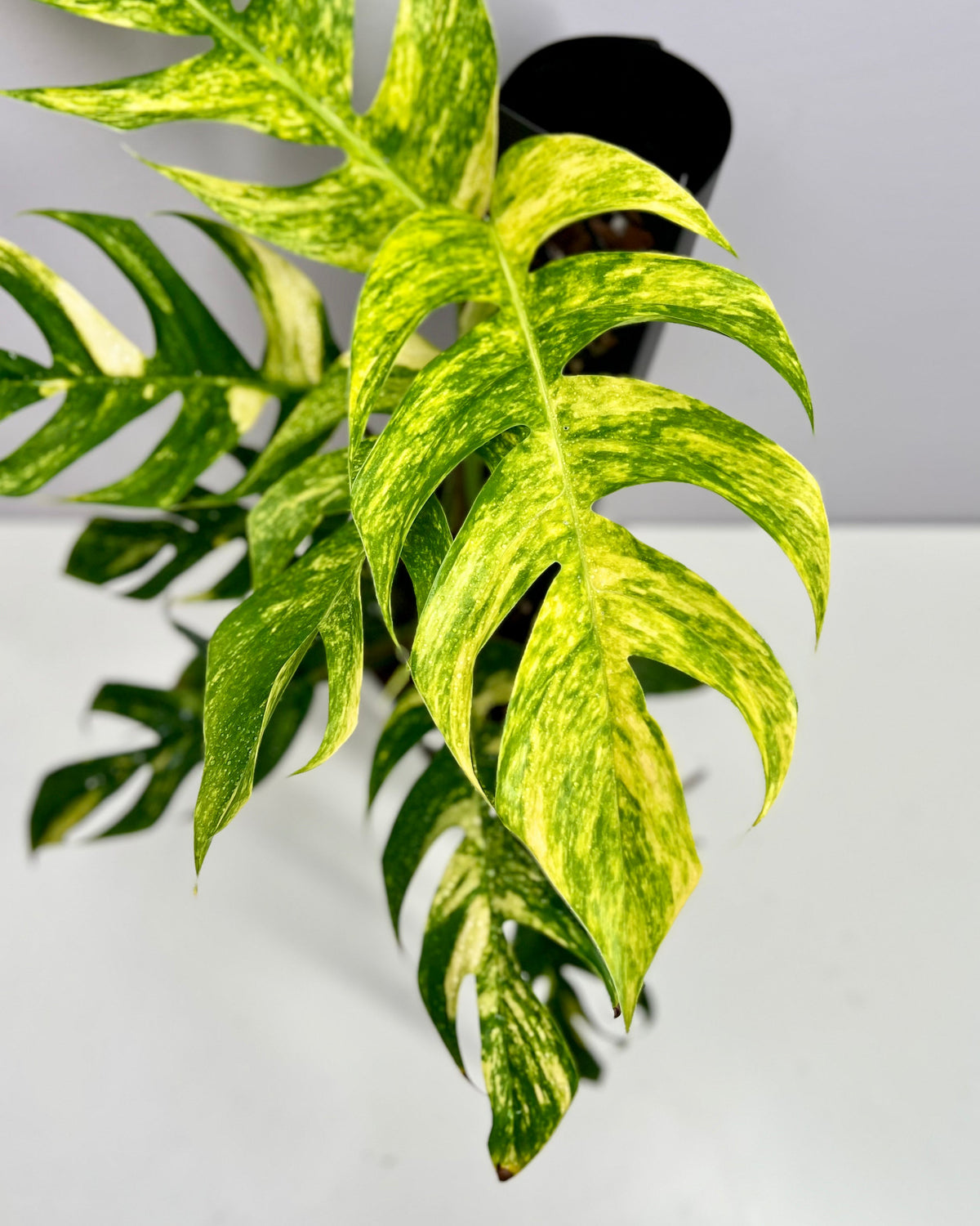 Other Rare Plants