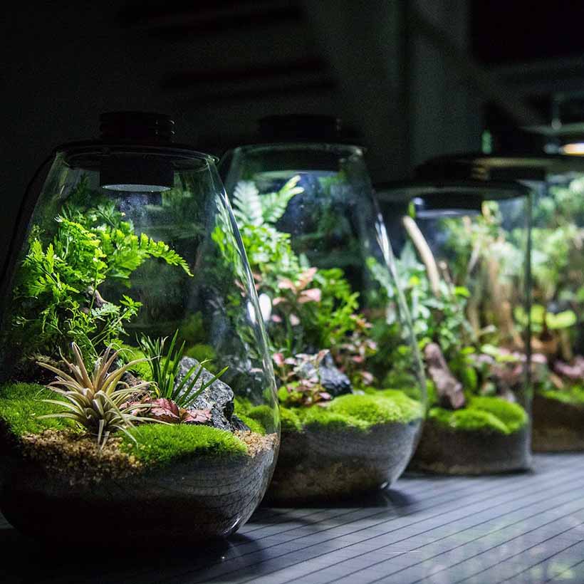 Terrarium