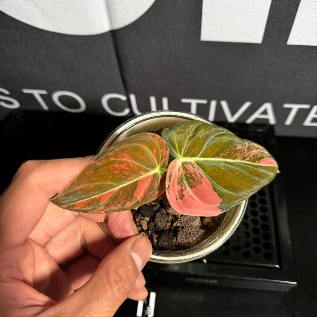 Philodendron Melanochrysum 'Pink'【粉锦黑金蔓绿绒】[PHMEPV]