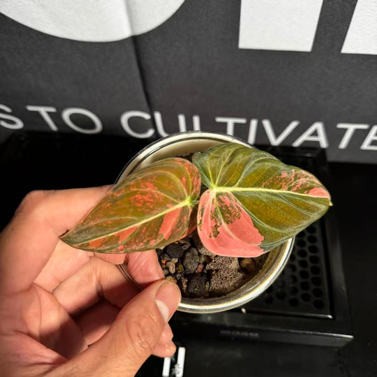 Philodendron Melanochrysum 'Pink'【粉锦黑金蔓绿绒】[PHMEPV]