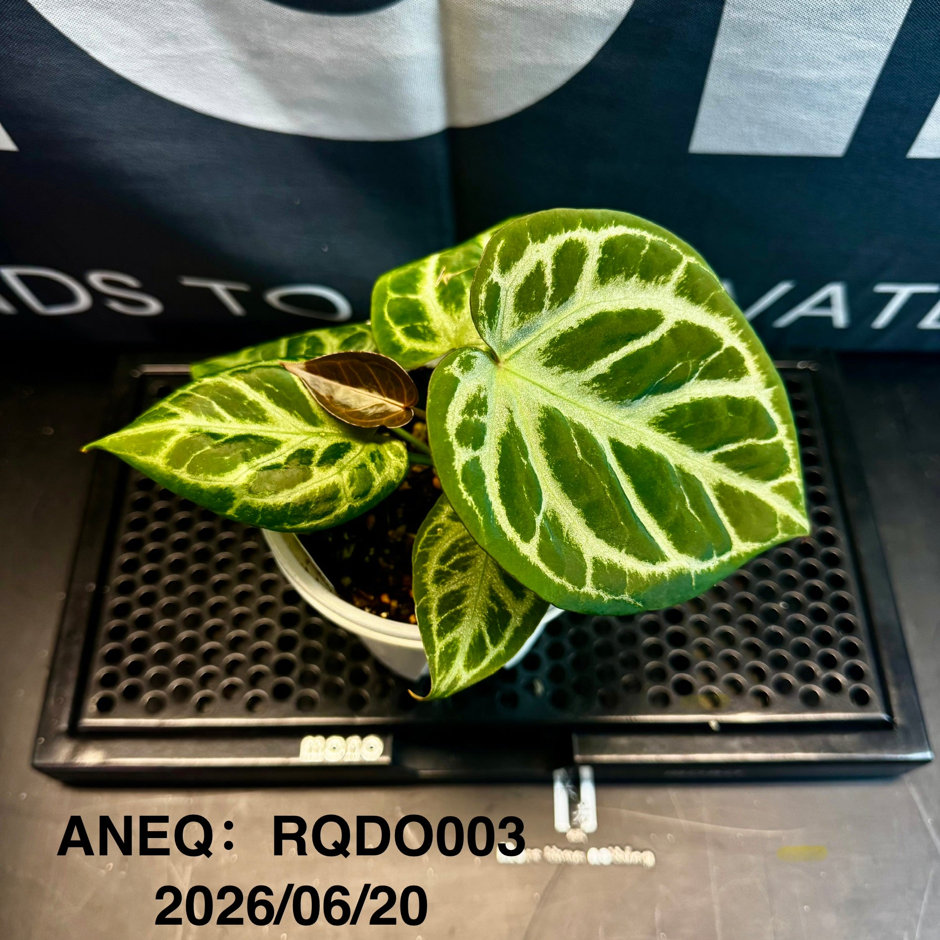 Anthurium by [Equator]【活性保持专栏】[ANEQ] – MONO Plant House