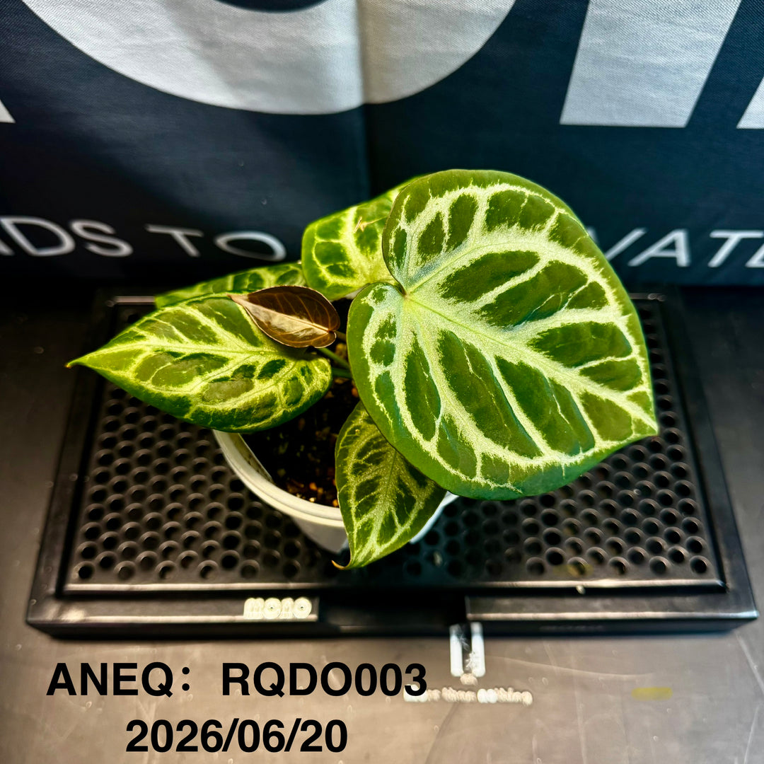 Anthurium by [Equator]【活性保持专栏】[ANEQ]