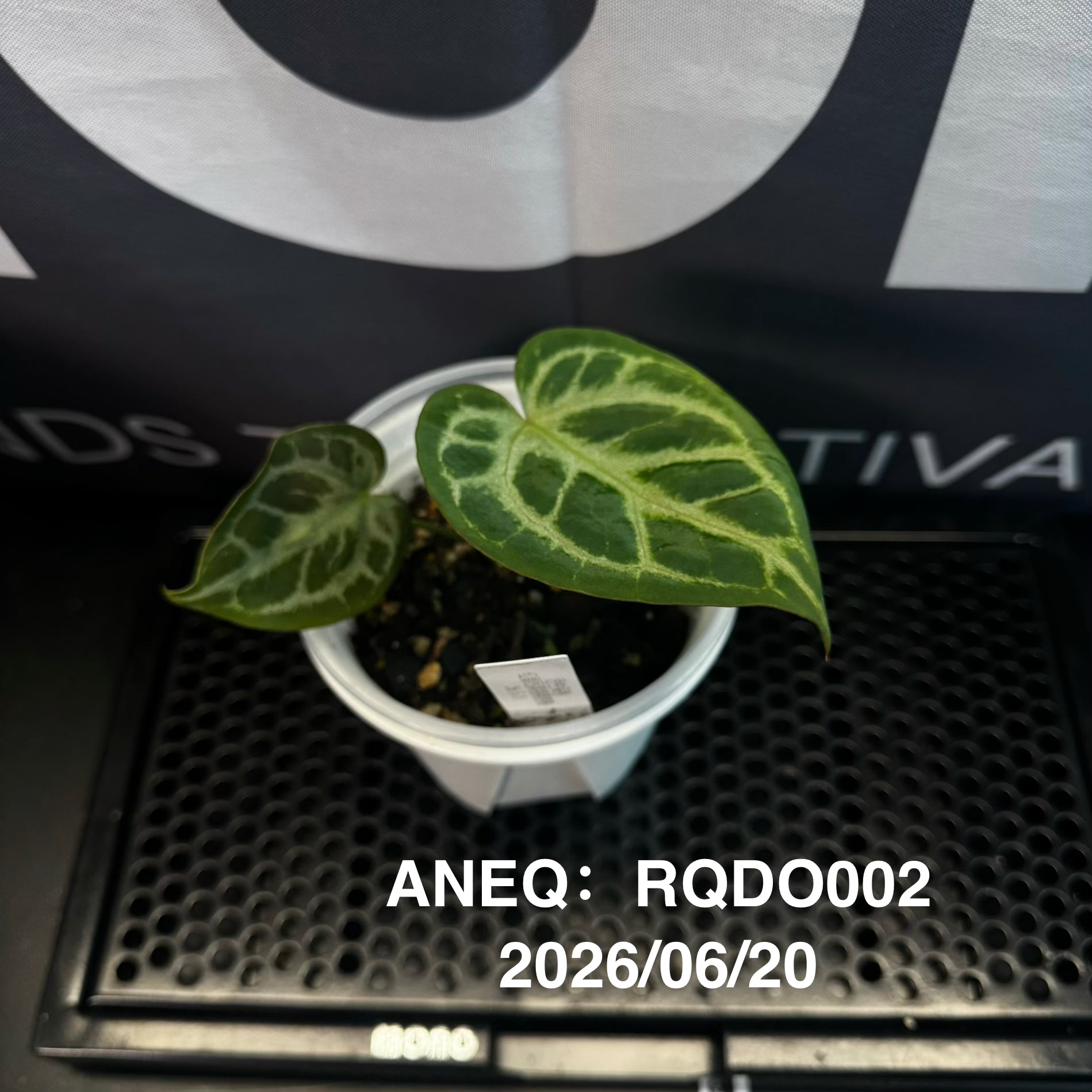 Anthurium by [Equator]【活性保持专栏】[ANEQ] – MONO Plant House