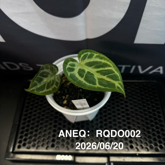 Anthurium by [Equator]【活性保持专栏】[ANEQ]