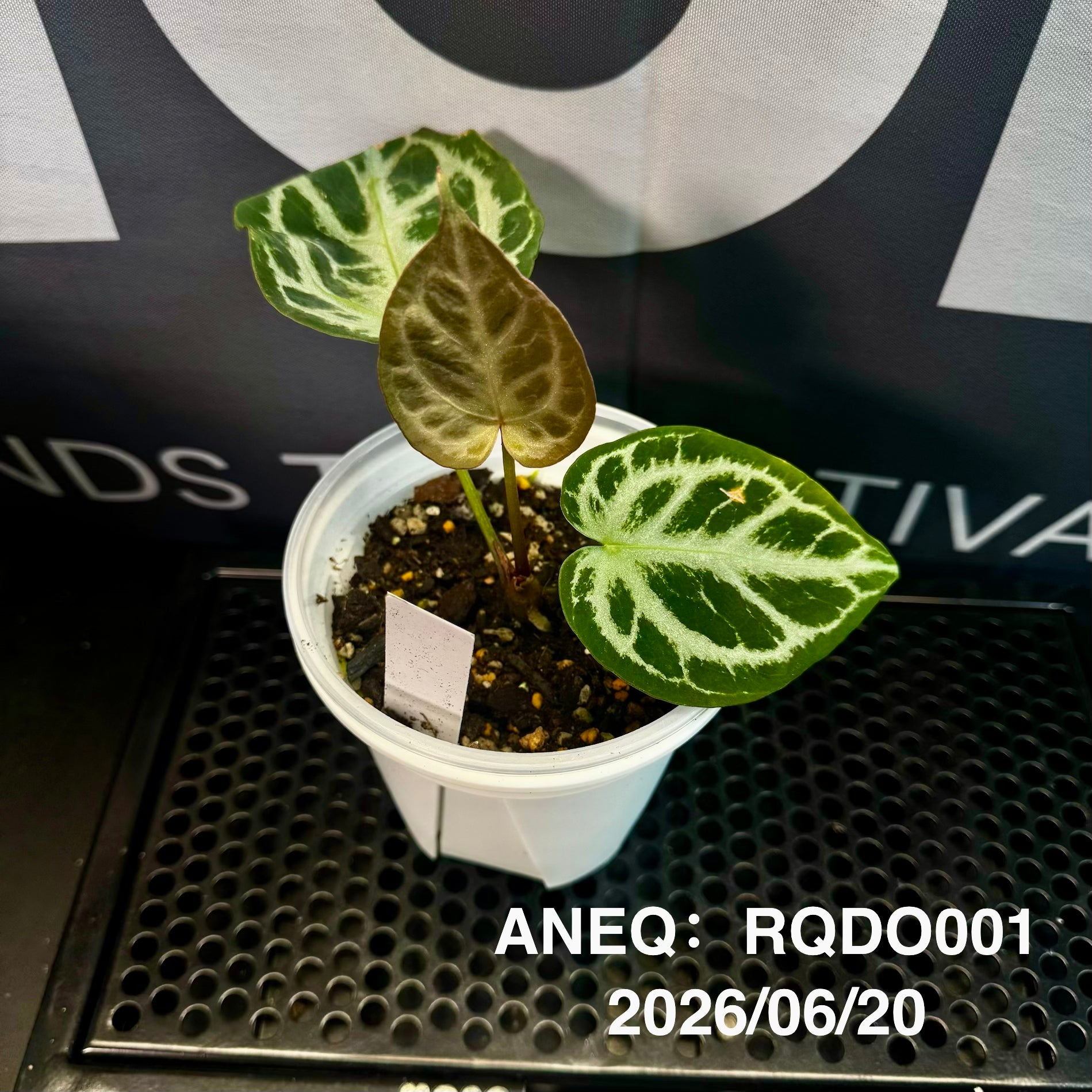 Anthurium by [Equator]【活性保持专栏】[ANEQ] – MONO Plant House