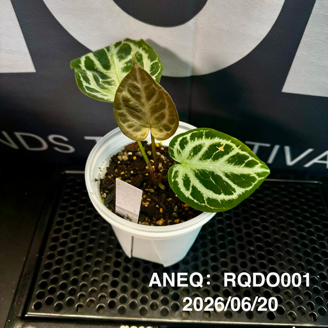 Anthurium by [Equator]【活性保持专栏】[ANEQ]
