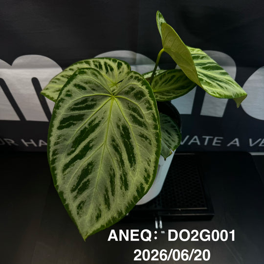 Anthurium by [Equator]【活性保持专栏】[ANEQ]