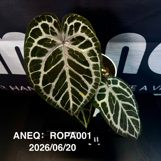 Anthurium by [Equator]【活性保持专栏】[ANEQ]
