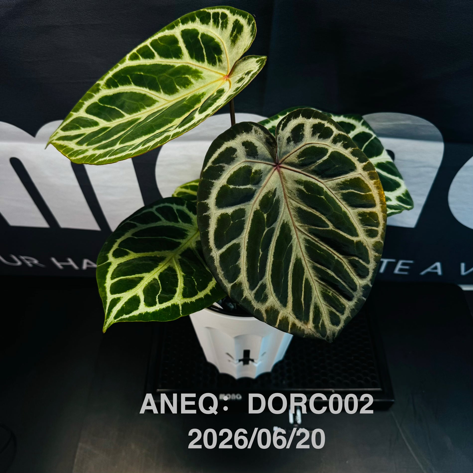 Equator – MONO Plant House