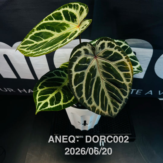 Anthurium by [Equator]【活性保持专栏】[ANEQ]