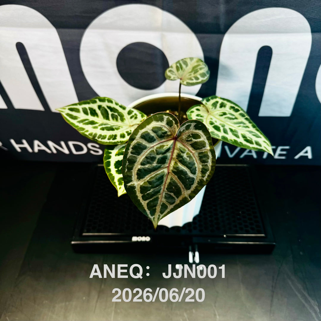 Anthurium by [Equator]【活性保持专栏】[ANEQ]