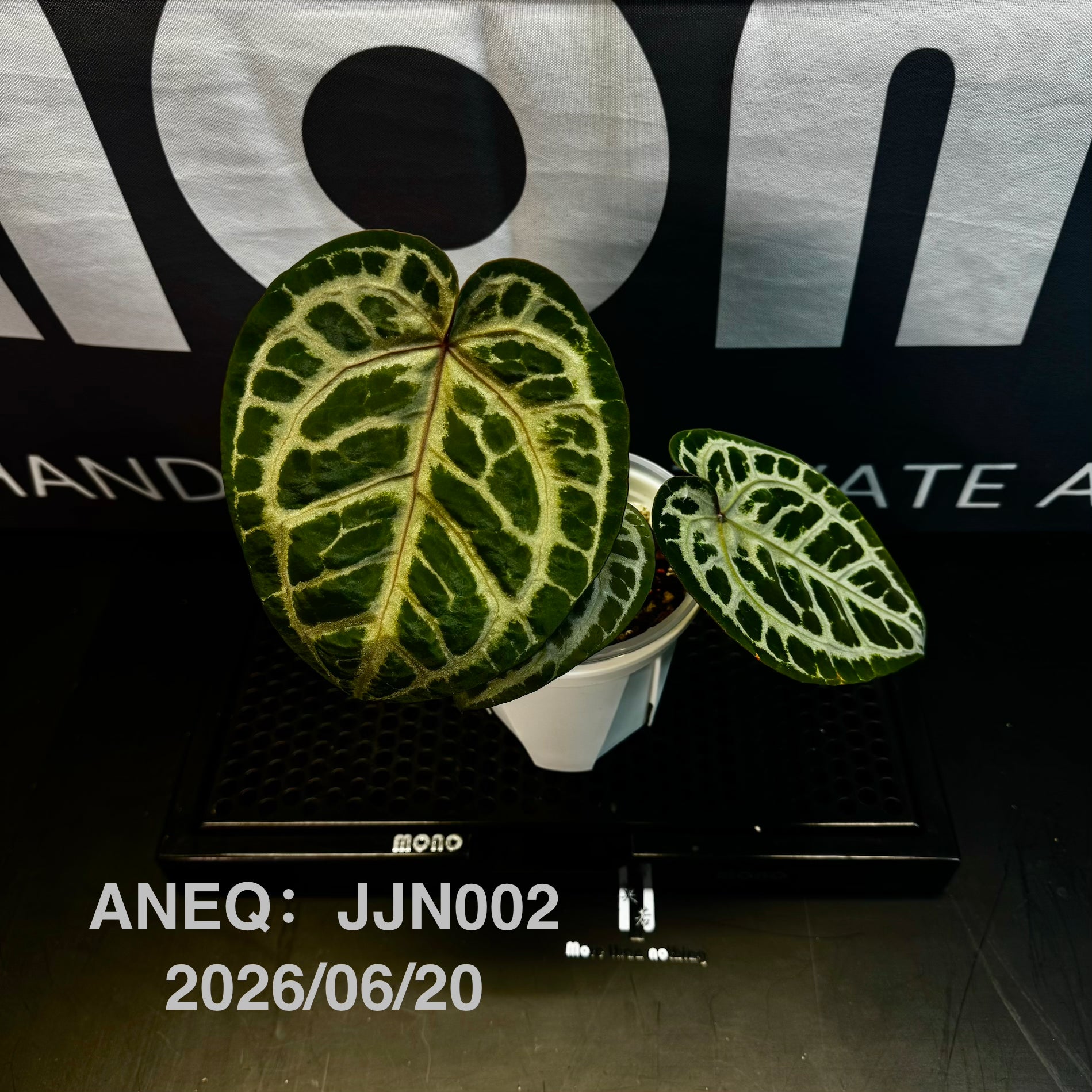 Anthurium by [Equator]【活性保持专栏】[ANEQ] – MONO Plant House