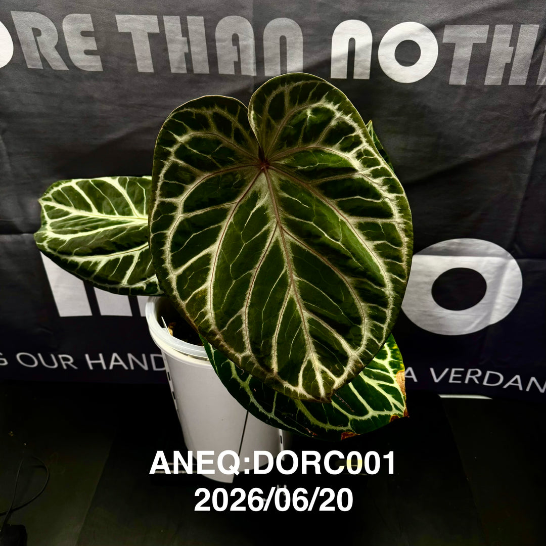 Anthurium by [Equator]【活性保持专栏】[ANEQ]
