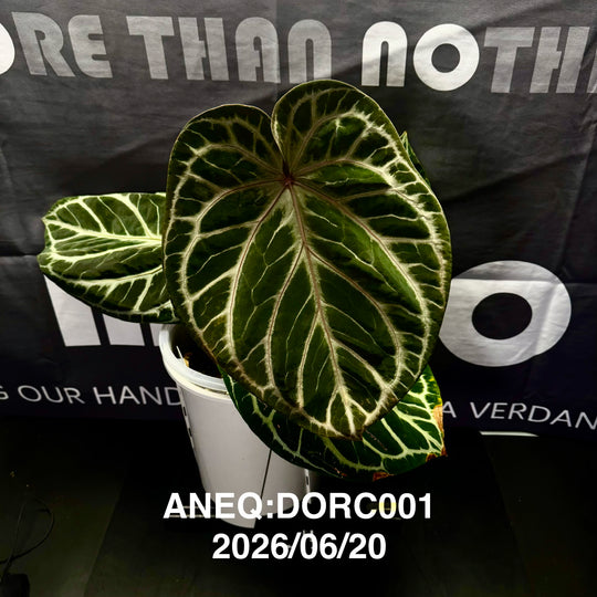 Anthurium by [Equator]【活性保持专栏】[ANEQ]