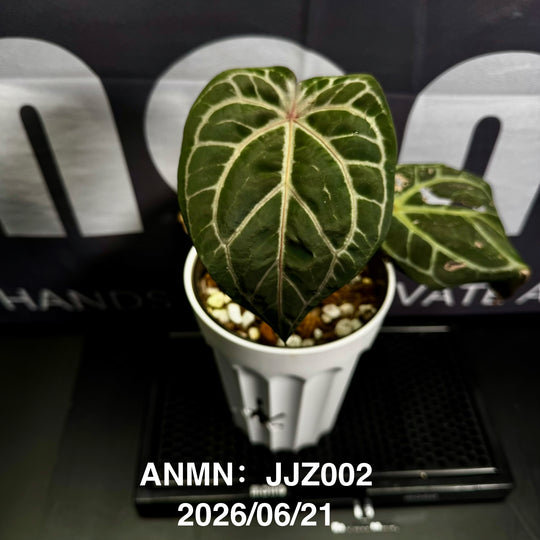 Anthurium by [MONO]【莫若特选专栏】[ANMN]