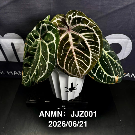 Anthurium by [MONO]【莫若特选专栏】[ANMN]
