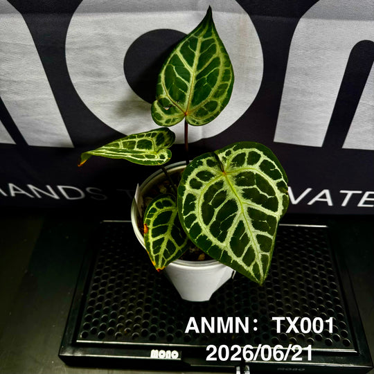 Anthurium by [MONO]【莫若特选专栏】[ANMN]
