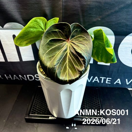 Anthurium by [MONO]【莫若特选专栏】[ANMN]