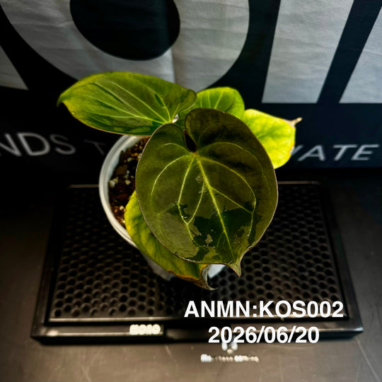 Anthurium by [MONO]【莫若特选专栏】[ANMN]