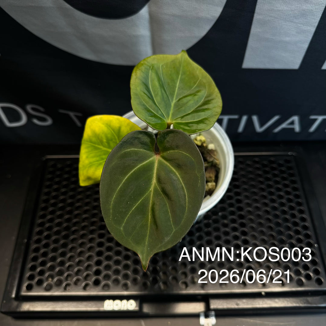 Anthurium by [MONO]【莫若特选专栏】[ANMN]