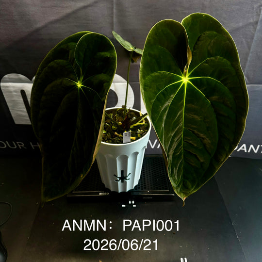 Anthurium by [MONO]【莫若特选专栏】[ANMN]