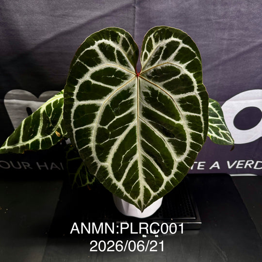 Anthurium by [MONO]【莫若特选专栏】[ANMN]