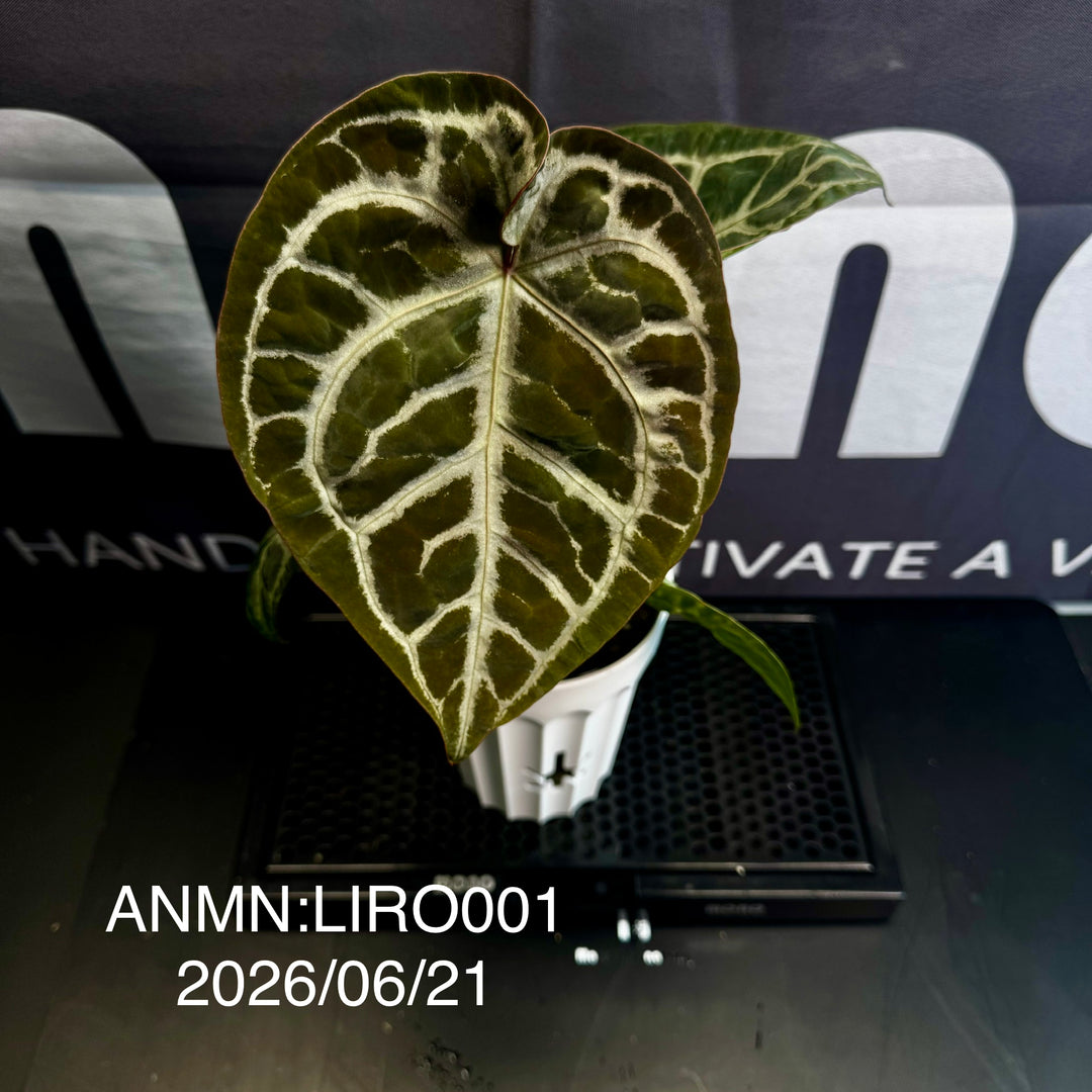 Anthurium by [MONO]【莫若特选专栏】[ANMN]