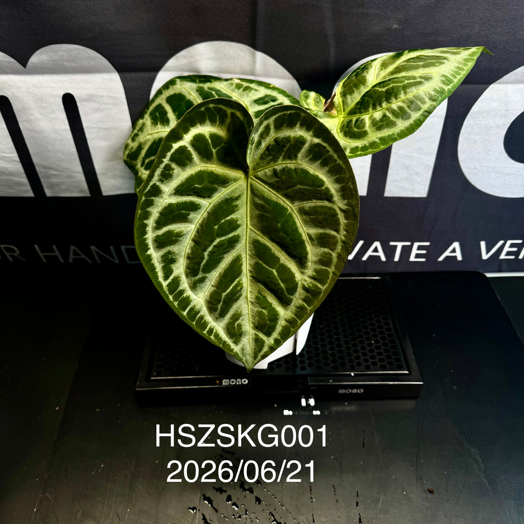 Anthurium by [MONO]【莫若特选专栏】[ANMN]