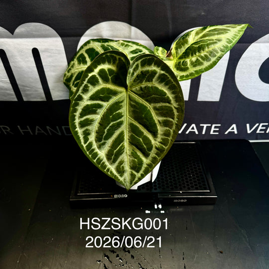 Anthurium by [MONO]【莫若特选专栏】[ANMN]