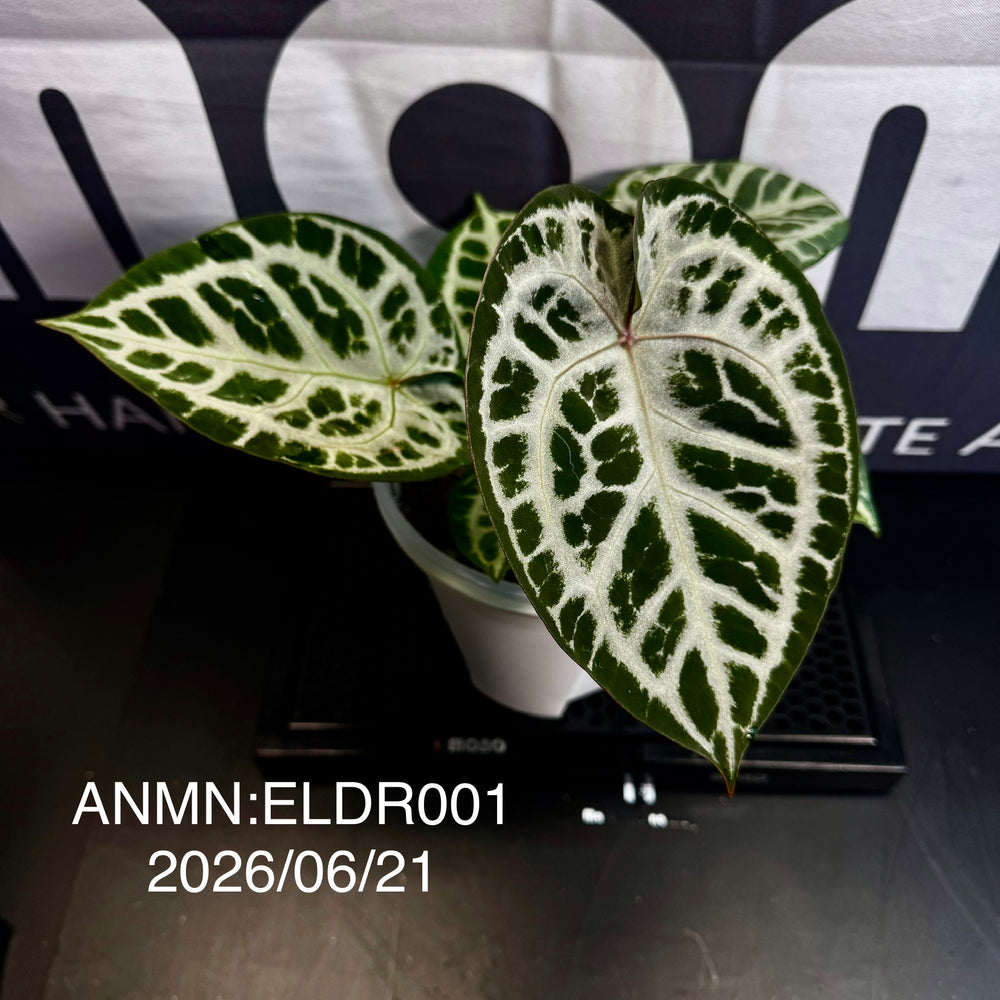 Anthurium by [MONO]【莫若特选专栏】[ANMN]
