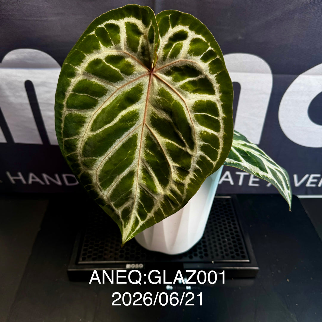 Anthurium by [Equator]【活性保持专栏】[ANEQ]