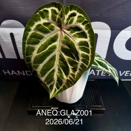 Anthurium by [Equator]【活性保持专栏】[ANEQ]