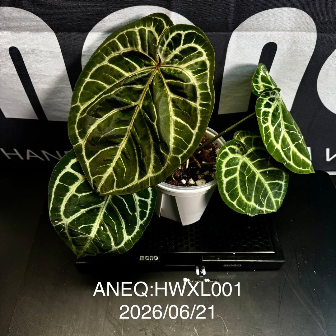 Anthurium by [Equator]【活性保持专栏】[ANEQ]