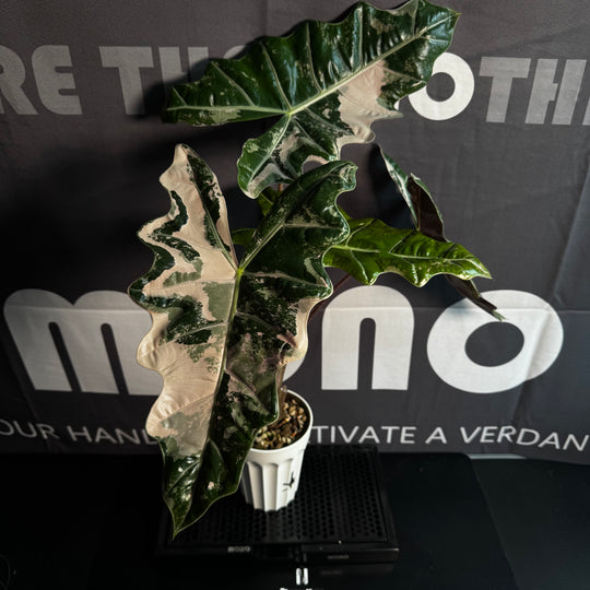 Alocasia Pseudo-Sanderiana Pink Variegated【粉锦假桑德】[ALPSPV]