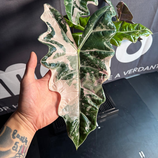 Alocasia Pseudo-Sanderiana Pink Variegated【粉锦假桑德】[ALPSPV]