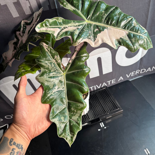 Alocasia Pseudo-Sanderiana Pink Variegated【粉锦假桑德】[ALPSPV]
