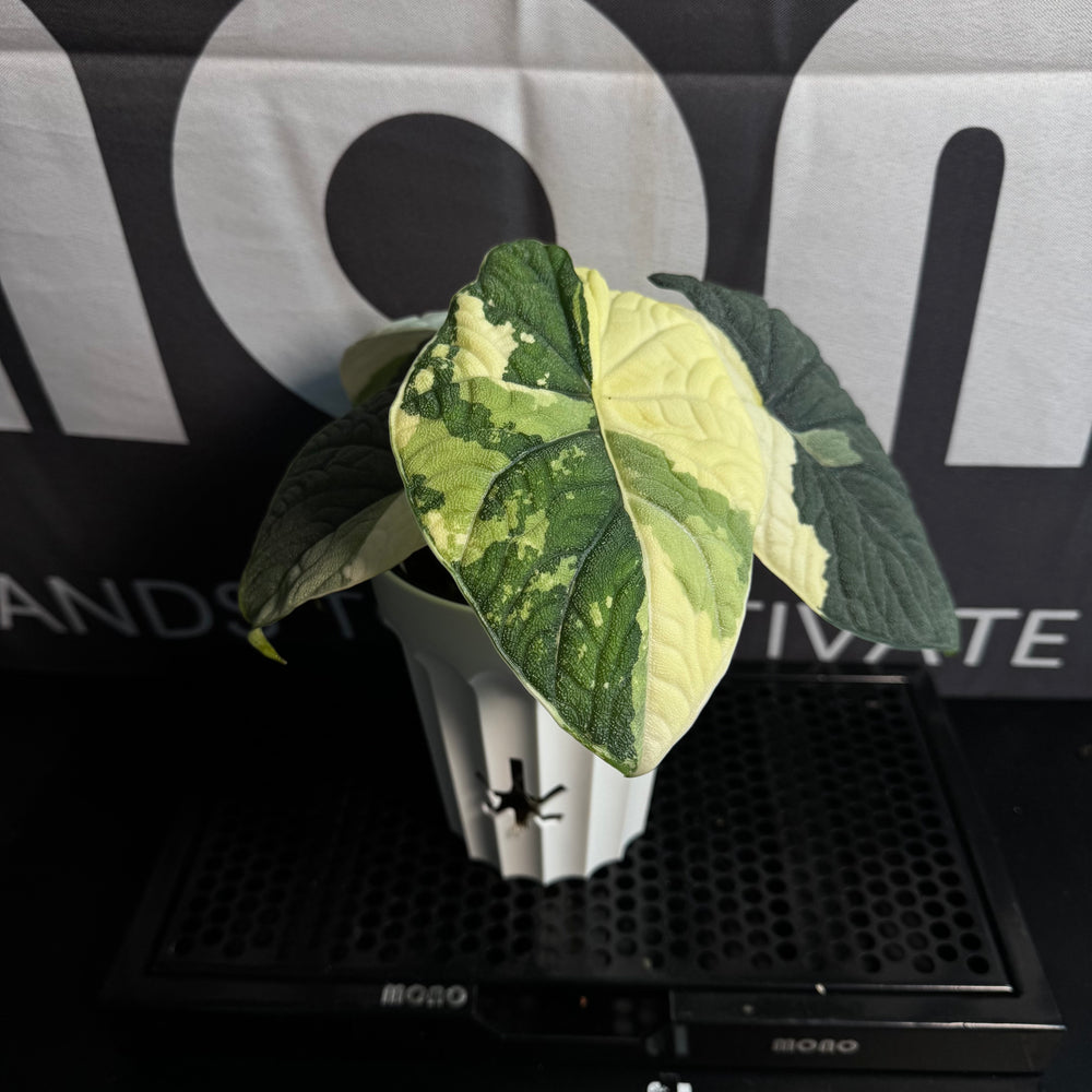 Alocasia Melo Albo Variegation【白锦哈密瓜】 [ALMELO]