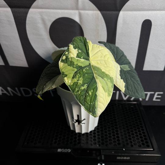 Alocasia Melo Albo Variegation【白锦哈密瓜】 [ALMELO]