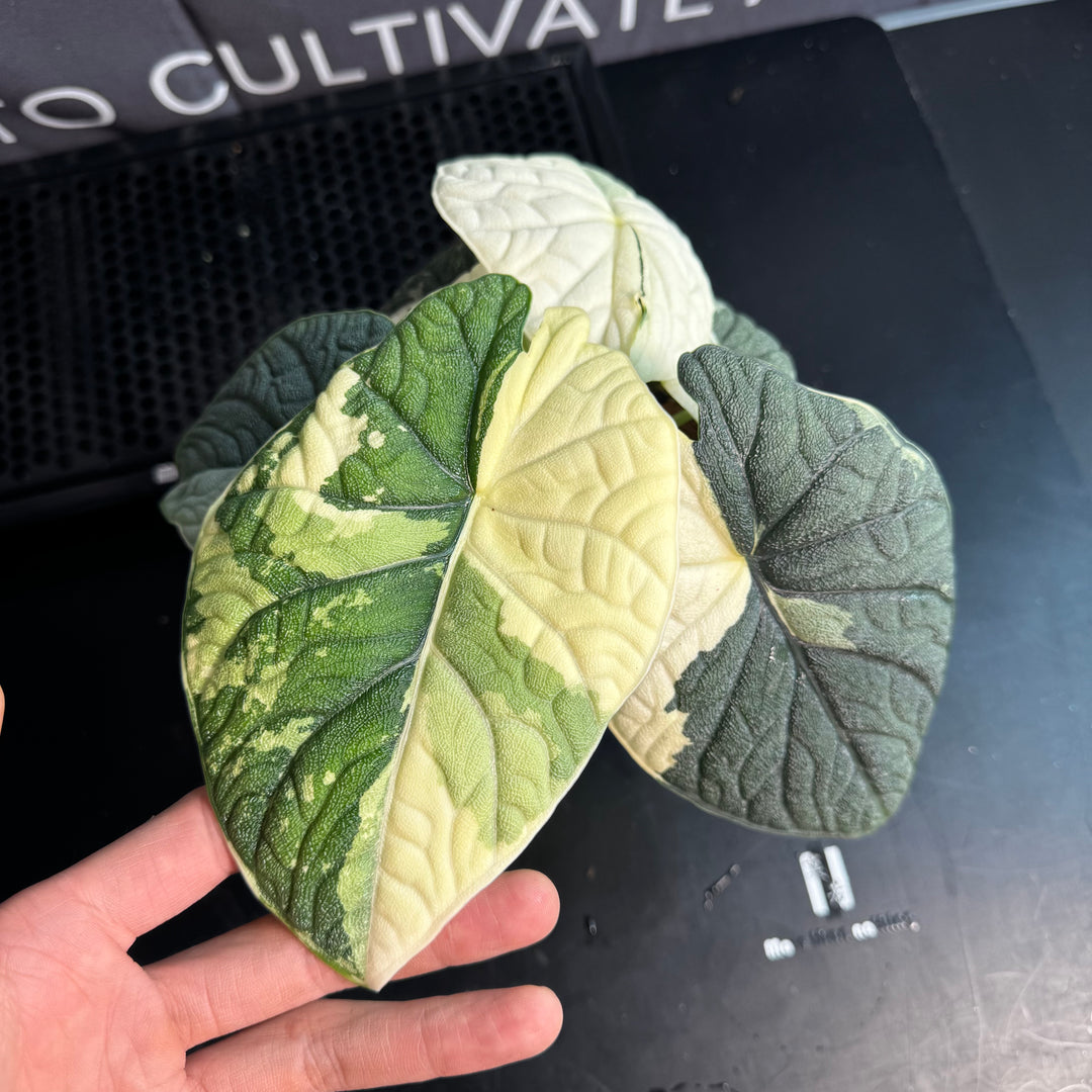 Alocasia Melo Albo Variegation【白锦哈密瓜】 [ALMELO]