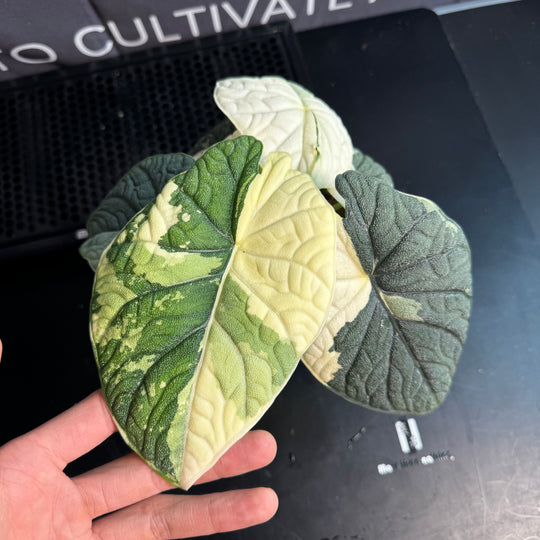 Alocasia Melo Albo Variegation【白锦哈密瓜】 [ALMELO]