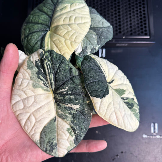 Alocasia Melo Albo Variegation【白锦哈密瓜】 [ALMELO]