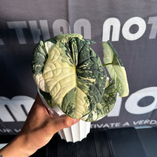 Alocasia Melo Albo Variegation【白锦哈密瓜】 [ALMELO]