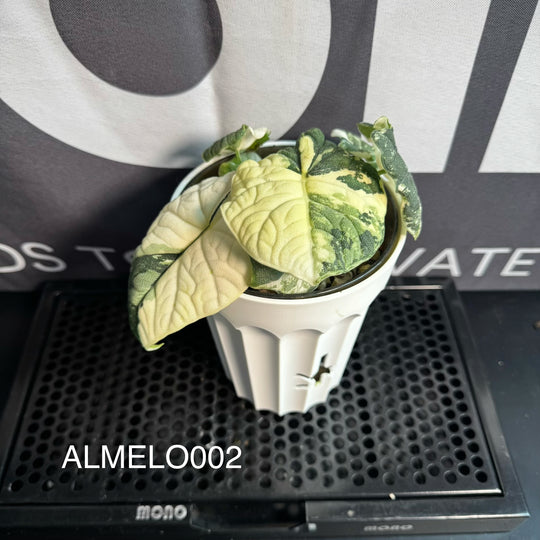 Alocasia Melo Albo Variegation【白锦哈密瓜】 [ALMELO]