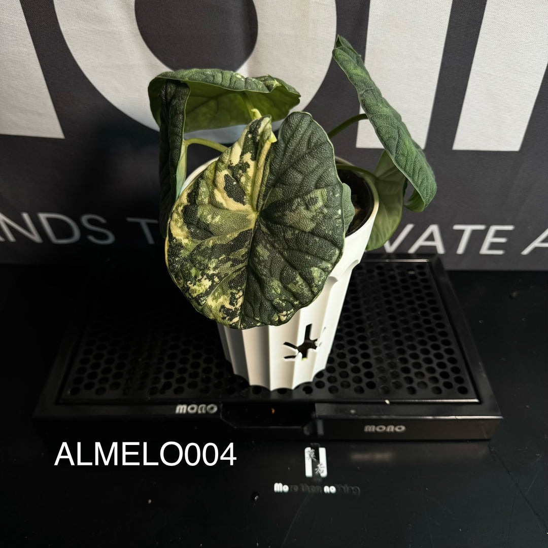 Alocasia Melo Albo Variegation【白锦哈密瓜】 [ALMELO]