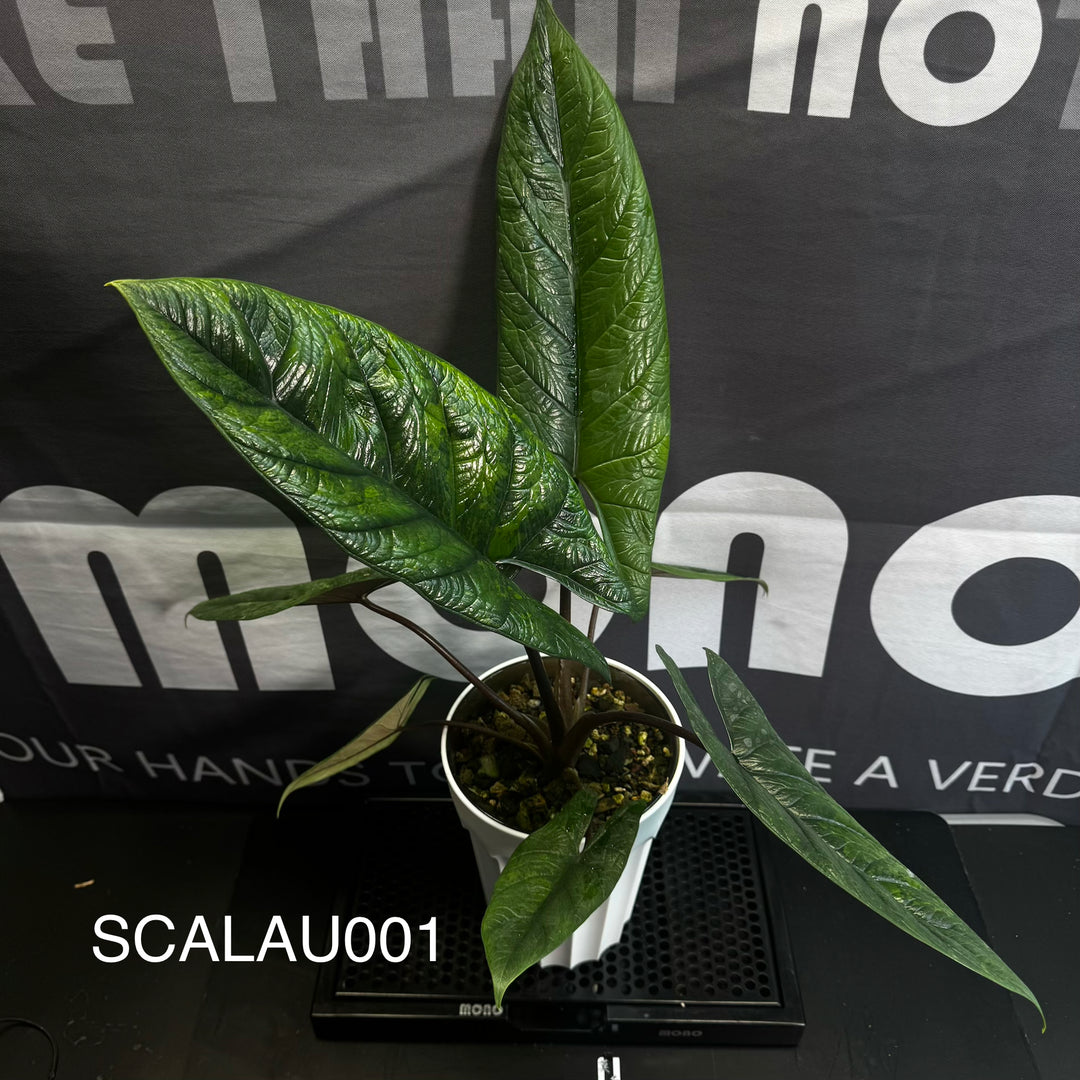 Alocasia Scalprum Aurea Variegation【黄锦板盾】[SCALAU]