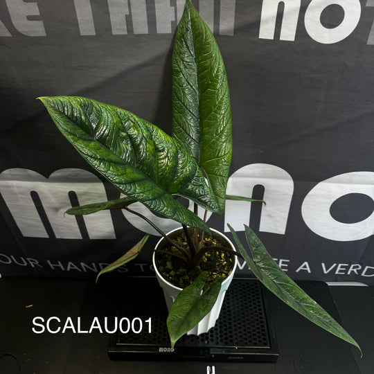Alocasia Scalprum Aurea Variegation【黄锦板盾】[SCALAU]